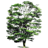 Huile essentielle de Cabreuva (Myrocarpus fastigiatus)