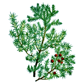Huile essentielle de bois de Cade Bio (Juniperus oxycedrus L.)