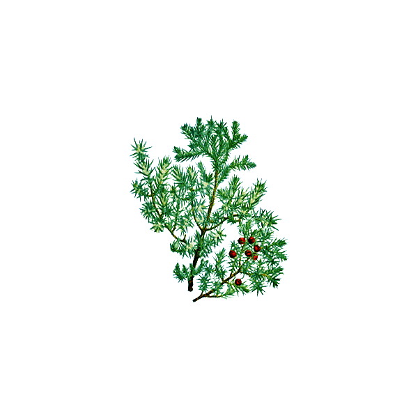 Huile essentielle de bois de Cade Bio (Juniperus oxycedrus L.)