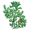 Huile essentielle de bois de Cade Bio (Juniperus oxycedrus L.)