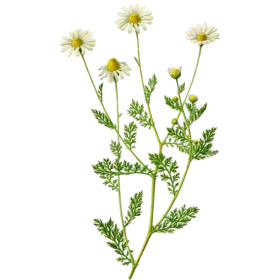 Huile essentielle de Camomille Romaine Bio (Anthemis nobilis L.)