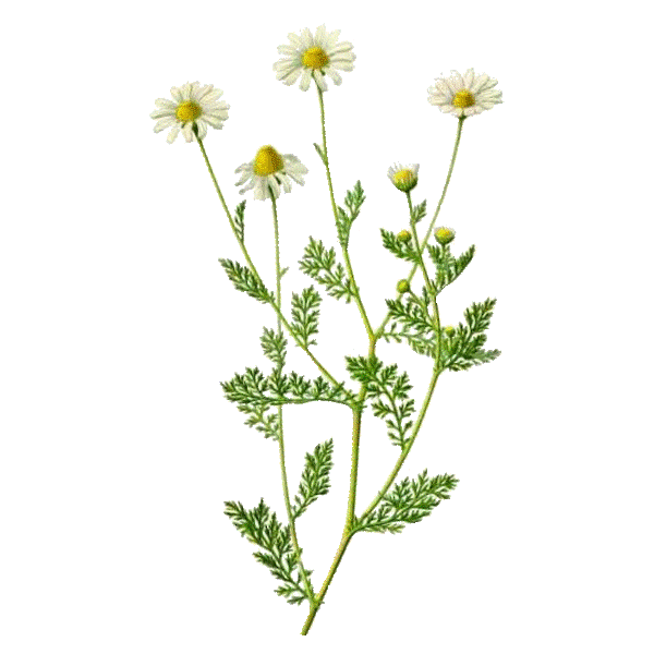 Huile essentielle de Camomille Romaine Bio (Anthemis nobilis L.)