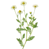 Huile essentielle de Camomille Romaine Bio (Anthemis nobilis L.)
