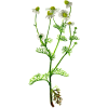 Huile essentielle Camomille sauvage Bio (Ormenis mixta var. multicaulis)