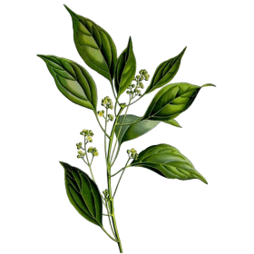 Huile essentielle Camphre Bois Sauvage (Cinnamomum camphora L.)