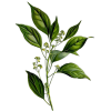 Huile essentielle Camphre Bois Sauvage (Cinnamomum camphora L.)