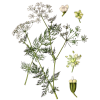 Huile essentielle de Carvi bio (Carum carvi L.)
