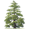 Huile essentielle de Cèdre de l'Atlas bio (Cedrus atlantica Manet)