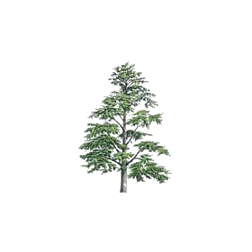 Huile essentielle Cèdre de l'Himalaya sauvage (Cedrus deodora)