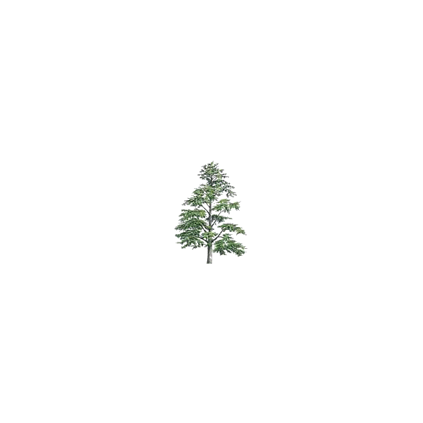 Huile essentielle Cèdre de l'Himalaya sauvage (Cedrus deodora)