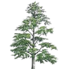 Huile essentielle Cèdre de l'Himalaya sauvage (Cedrus deodora)