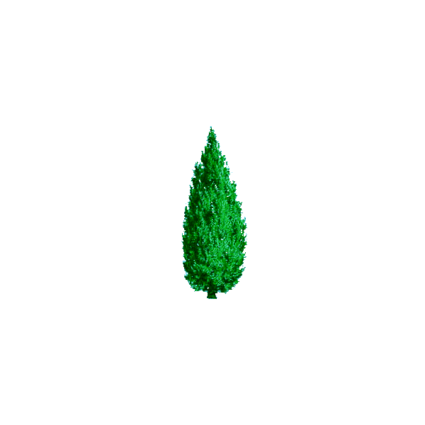 Huile essentielle Cèdre de Virginie sauvage (Juniperus virginiana)