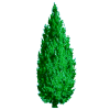 Huile essentielle Cèdre de Virginie sauvage (Juniperus virginiana)