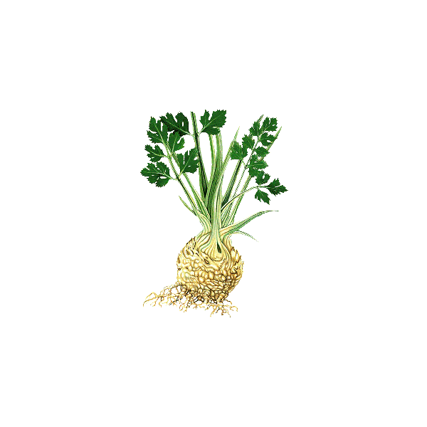 Huile essentielle de Céleri Culture (Apium graveolens)
