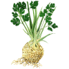 Huile essentielle de Céleri Culture (Apium graveolens)