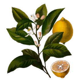 Huile essentielle de Citron bio (Citrus limonum)