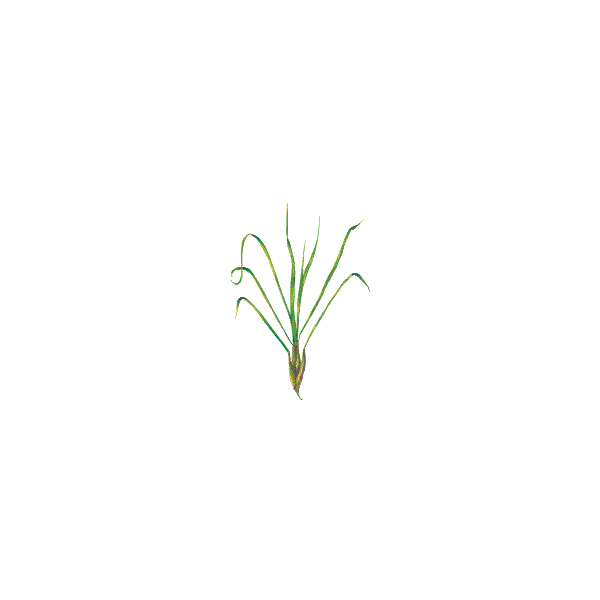 Huile essentielle de Citronnelle de Java bio (Cymbopogon winterianus Jowitt)