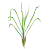 Huile essentielle de Citronnelle de Java bio (Cymbopogon winterianus Jowitt)