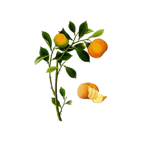Huile essentielle de Clémentine bio (Citrus clemantina)
