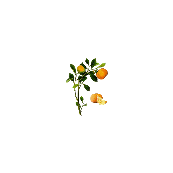 Huile essentielle de Clémentine bio (Citrus clemantina)