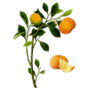 Huile essentielle de Clémentine bio (Citrus clemantina)
