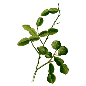 Huile essentielle de Combawa Petitgrain Citron bio (Citrus hystrix)