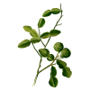 Huile essentielle de Combawa Petitgrain Citron bio (Citrus hystrix)