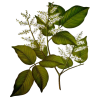 Huile essentielle baume de Copahu (Copaifera martii Hayne)