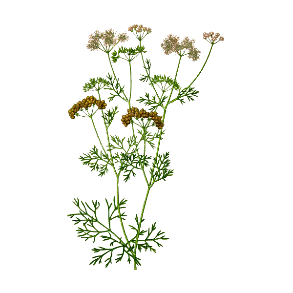 Huile essentielle de Coriandre bio (Coriandrum sativum)