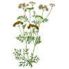 Huile essentielle de Coriandre bio (Coriandrum sativum)