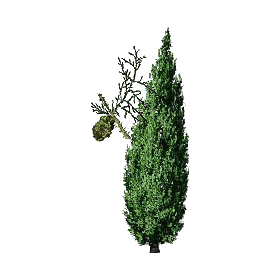 Huile essentielle de Cyprès toujours vert bio (Cupressus sempervirens)