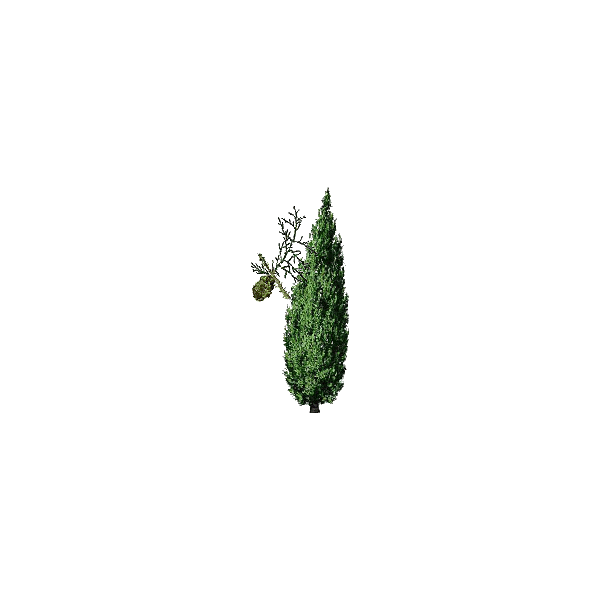 Huile essentielle de Cyprès toujours vert bio (Cupressus sempervirens)