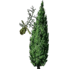 Huile essentielle de Cyprès toujours vert bio (Cupressus sempervirens)