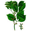 Huile essentielle d'Elémi sauvage (Canarium luzonicum)