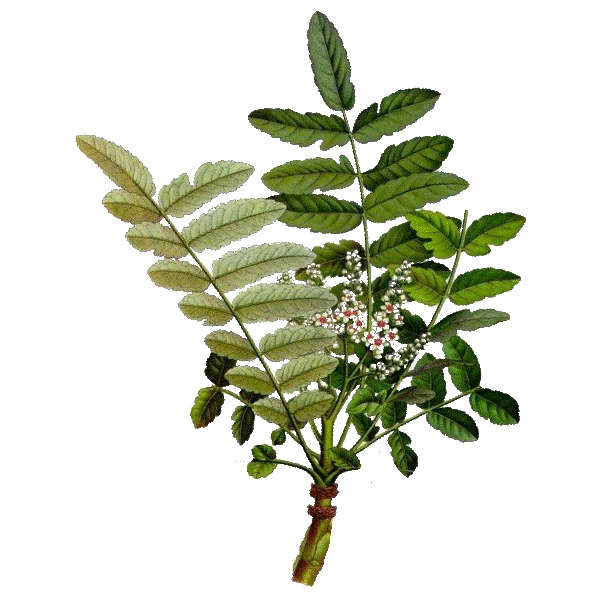 Huile essentielle de Encens Oliban bio (Boswellia carterii)