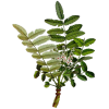 Huile essentielle de Encens Oliban bio (Boswellia carterii)