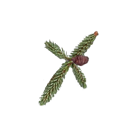 Huile essentielle d'Epinette Noire bio (Picea mariana Miller)
