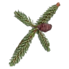 Huile essentielle d'Epinette Noire bio (Picea mariana Miller)