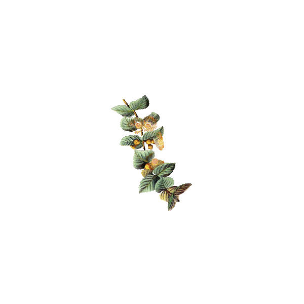 Huile essentielle Eucalyptus Citronné bio (Eucalyptus citriodora Hook)