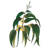 Huile essentielle Eucalyptus Globulus Bio*