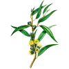 Huile essentielle Eucalyptus à Cryptone bio (Eucalyptus polybractea cryptonifera)