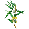 Huile essentielle Eucalyptus Staigeriana Bio*