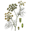 Huile essentielle Fenouil Doux bio (Foeniculum vulgare)