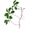Huile essentielle Gaulthérie Wintergreen bio (Gaultheria fragantissima)