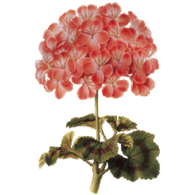 Huile essentielle Géranium Bourbon bio (Pelargonium X asperum)