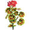 Huile essentielle Géranium Egypte bio (Pelargonium X asperum)