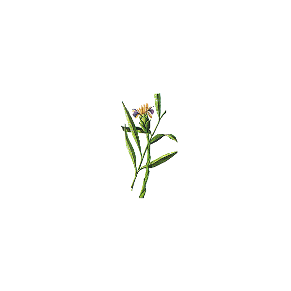 Huile essentielle Gingembre bio (Zingiber officinale Roscoe)