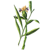 Huile essentielle Gingembre bio (Zingiber officinale Roscoe)