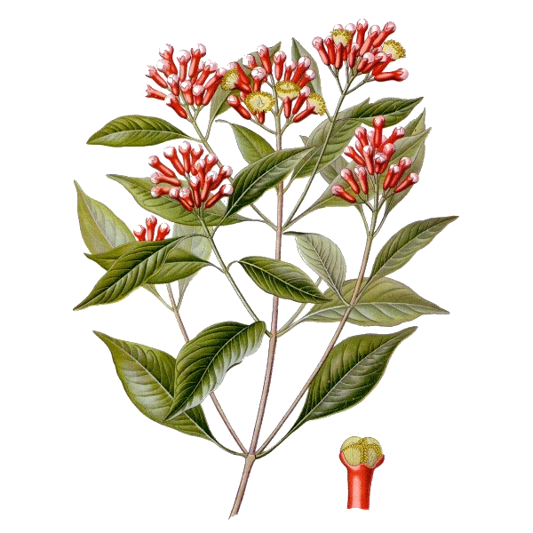 Huile essentielle Girofle Clous bio (Eugenia caryophyllus)