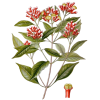 Huile essentielle Girofle Clous bio (Eugenia caryophyllus)